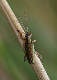 Attēlu rezultāti vaicājumam “Donacia”