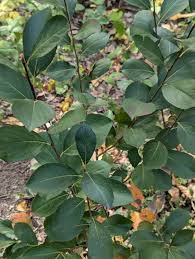 Attēlu rezultāti vaicājumam “Aronia melanocarpa leaf”