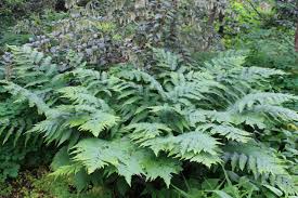 Attēlu rezultāti vaicājumam “Dryopteris”