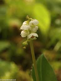 Attēlu rezultāti vaicājumam “Pyrola minor bud”