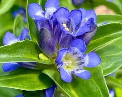 Attēlu rezultāti vaicājumam “Gentiana cruciata leaf”