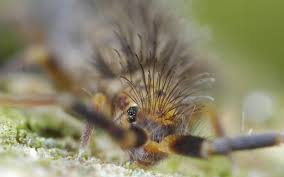 Attēlu rezultāti vaicājumam “Orchesella sp.”