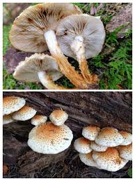 Attēlu rezultāti vaicājumam “Pholiota squarrosoides”