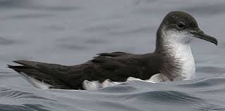 Image result for Puffinus puffinus