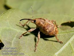 Attēlu rezultāti vaicājumam “Curculio venosus”