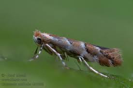 Attēlu rezultāti vaicājumam “Cameraria ohridella”