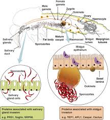 Attēlu rezultāti vaicājumam “Lignydium muscorum plasmodium”
