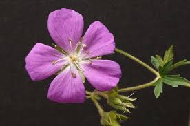 Attēlu rezultāti vaicājumam “Geranium palustre flower”