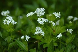 Image result for Galium odoratum