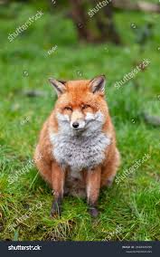 Attēlu rezultāti vaicājumam “Vulpes vulpes  adult”