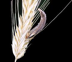 Attēlu rezultāti vaicājumam “Claviceps purpurea”