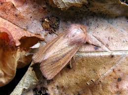 Attēlu rezultāti vaicājumam “Chortodes fluxa”