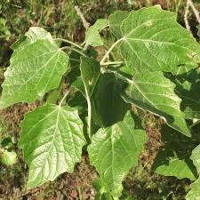 Attēlu rezultāti vaicājumam “Populus x canescens”