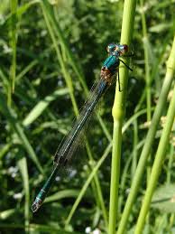 Attēlu rezultāti vaicājumam “Lestes dryas”