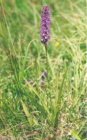Attēlu rezultāti vaicājumam “Gymnadenia conopsea flower”
