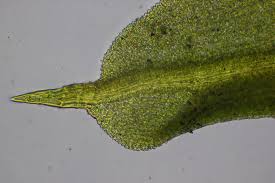 Attēlu rezultāti vaicājumam “Barbula unguiculata”