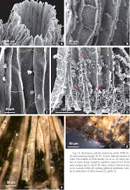 Attēlu rezultāti vaicājumam “Buxbaumia aphylla sporophyte”