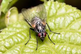 Attēlu rezultāti vaicājumam “Muscidae”