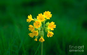 Image result for Primula veris