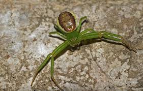 Attēlu rezultāti vaicājumam “Diaea dorsata female”