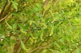 Attēlu rezultāti vaicājumam “Salix triandra fruit”
