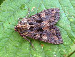 Attēlu rezultāti vaicājumam “Mniotype satura”