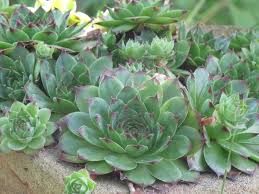 Image result for echtes Hauswurz