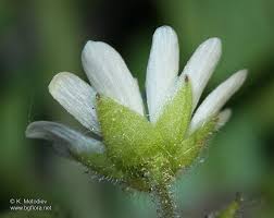 Attēlu rezultāti vaicājumam “Myosoton aquaticum flower”