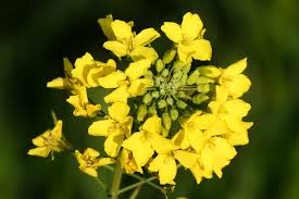 Attēlu rezultāti vaicājumam “Brassica napus flower”
