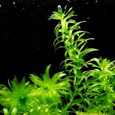 「水蘊草」的圖片搜尋結果