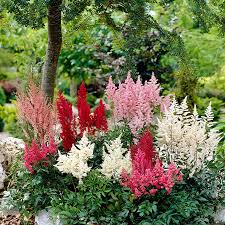 Image result for Astilbe
