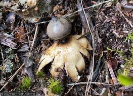 Attēlu rezultāti vaicājumam “Geastrum”