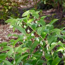 Attēlu rezultāti vaicājumam “Polygonatum odoratum flower”