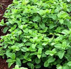 Attēlu rezultāti vaicājumam “Melissa officinalis”