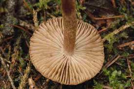 Attēlu rezultāti vaicājumam “Inocybe lanuginosa”