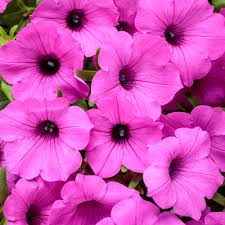 Image result for Petunia