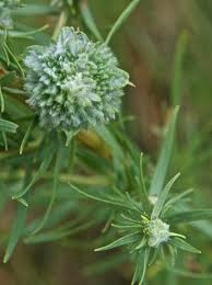 Attēlu rezultāti vaicājumam “Artemisia campestris bud”