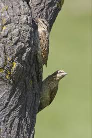 Attēlu rezultāti vaicājumam “Jynx torquilla adult”