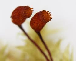 Attēlu rezultāti vaicājumam “Rhytidiadelphus triquetrus”