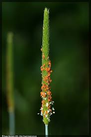 Attēlu rezultāti vaicājumam “Stemonitopsis aequalis (var. aequalis)”