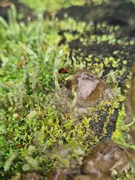 Attēlu rezultāti vaicājumam “Lycogala flavofuscum spores”