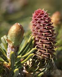 Attēlu rezultāti vaicājumam “Abies koreana”