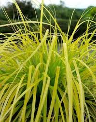 Attēlu rezultāti vaicājumam “Carex loliacea leaf”