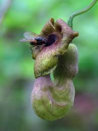 Attēlu rezultāti vaicājumam “Aristolochia durior flower”