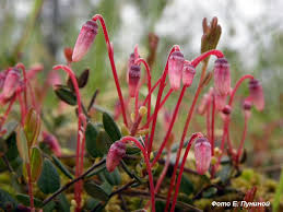 Attēlu rezultāti vaicājumam “Oxycoccus palustris flower”
