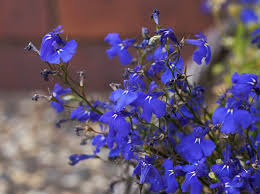 Image result for Männertreu