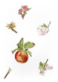 Attēlu rezultāti vaicājumam “Malus domestica”