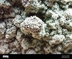 Attēlu rezultāti vaicājumam “Lepraria incana”