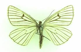 Attēlu rezultāti vaicājumam “Siona lineata”