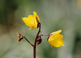 Attēlu rezultāti vaicājumam “Utricularia vulgaris”